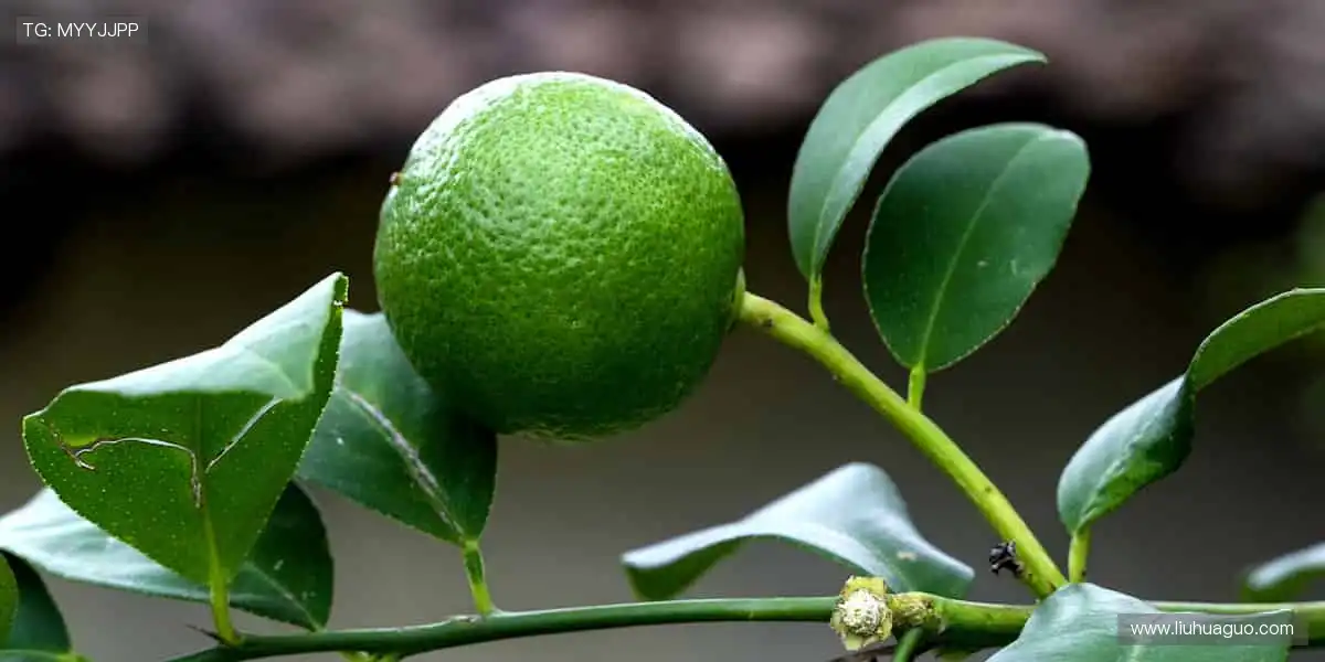 实时弹幕,互动狂欢!💬